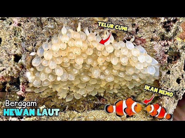 Beragam hewan laut unik | Memasak seafood