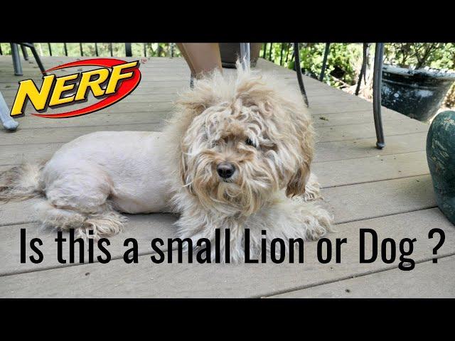 Nerf Battle: Ginger the Lion dog