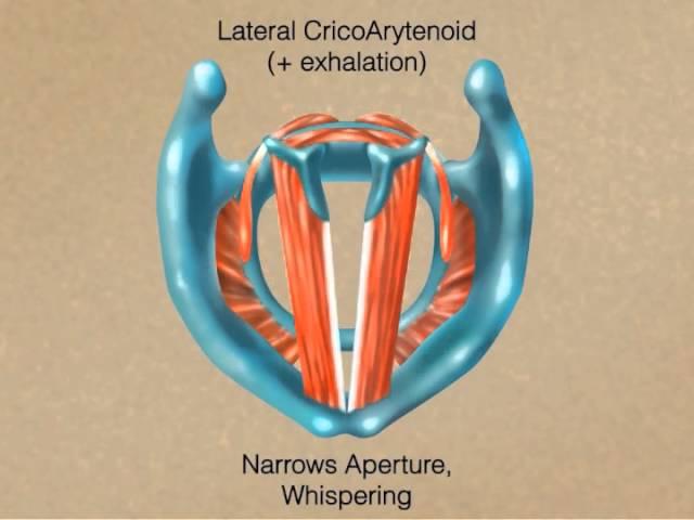 How the Larynx Produces Sound
