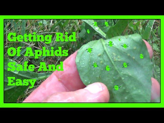 Getting Rid Of Aphids Safe And Easy