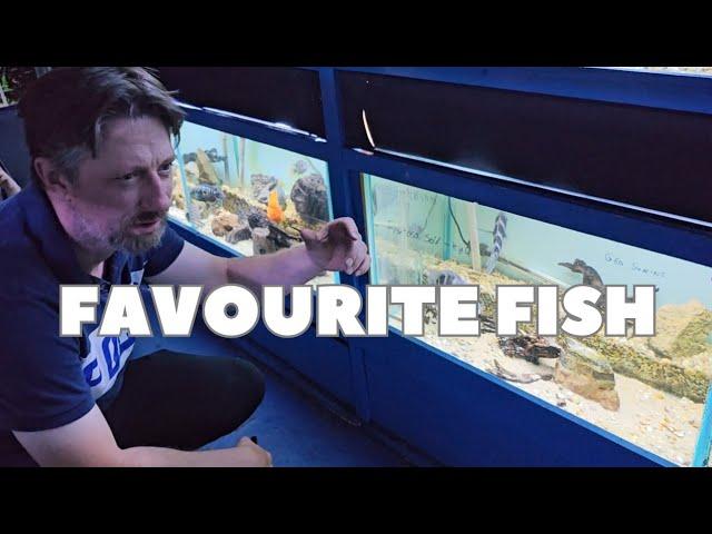 I MET up with Aquatic Fanatics UK at HIS LOCAL FISH shop to TALK ABOUT his FAVOURITE FISH