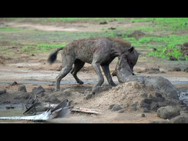 hyenas fight