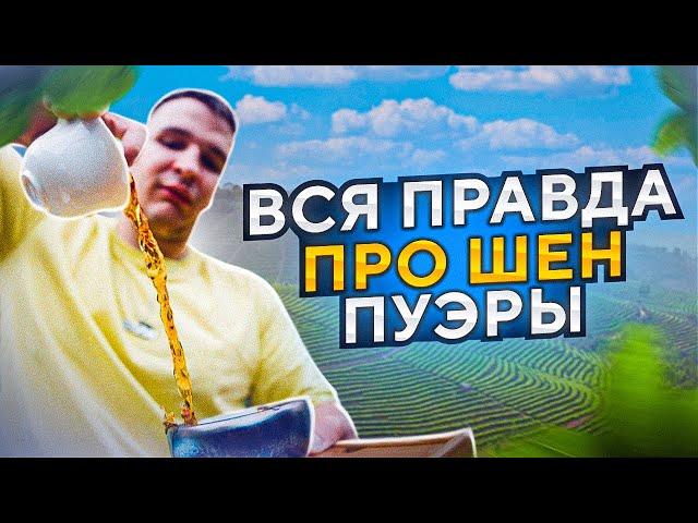 Вся правда про китайский чай ШЕН ПУЭР | старые и молодые | ЭФФЕКТ шен пуэра | как заваривать...