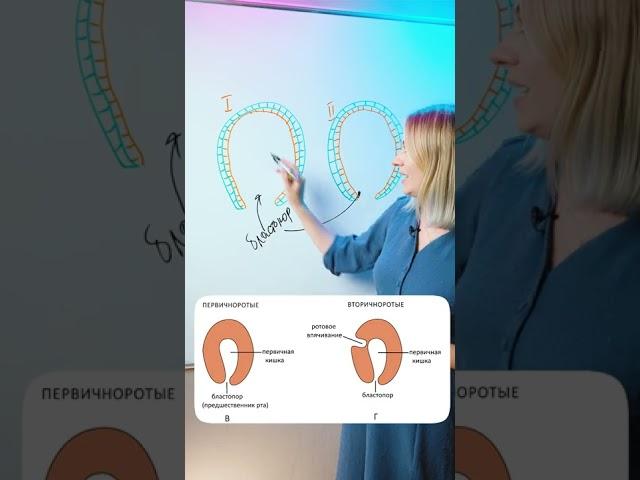 Кто относится к первичноротым и вторичноротым? | Биология ЕГЭ
