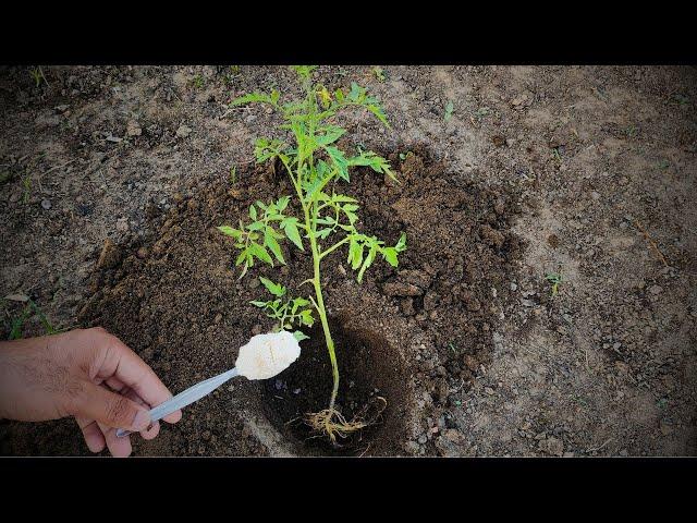 Never plant tomatoes without this. For large fruits and more tomatoes, follow this