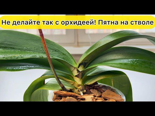 Аккуратно Черные сухие пятна на орхидее Спасти орхидею