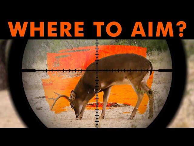 Where To Shoot A Deer | Deer Hunting 101