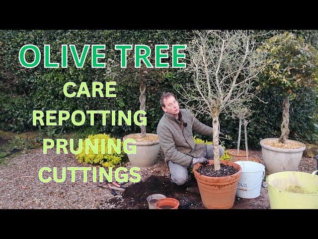 OLIVE TREE CARE PRUNING PROPAGATING REPOTTING