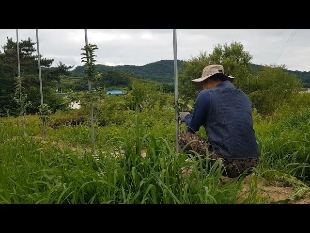 제초제, 고라니 피해, 유목 주간 고정   0618