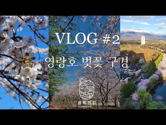 영랑호 벚꽃 뿌시고 왔습니다! feat 삼박한집 [속초여행코스]