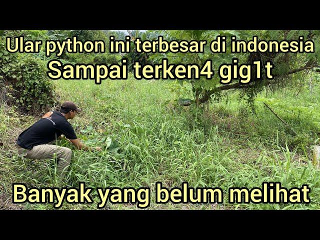 WAH GIMANA INI ULAR PYTHON SEBESAR INI APAKAH ADA LAW4N NYA DI INDONESIA...?INI TERBESAR