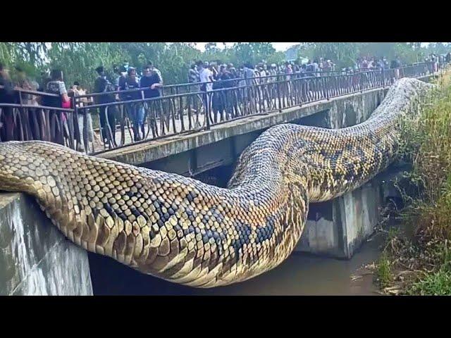 85 Animales Increíblemente Gigantes Captados por las Cámaras