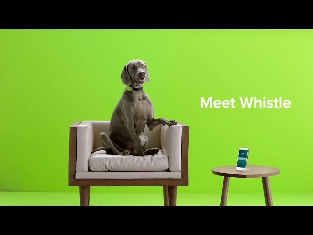 For Smarter Pet People | Whistle 3 GPS Pet Tracker & Activity Monitor