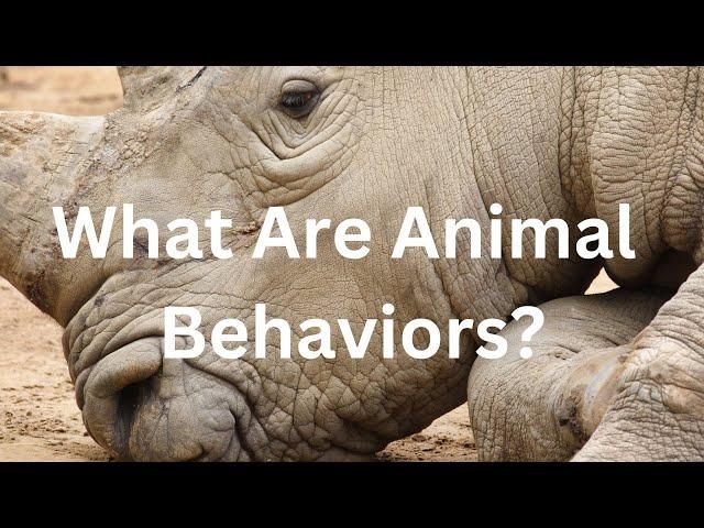 What Are Animal Behaviors?