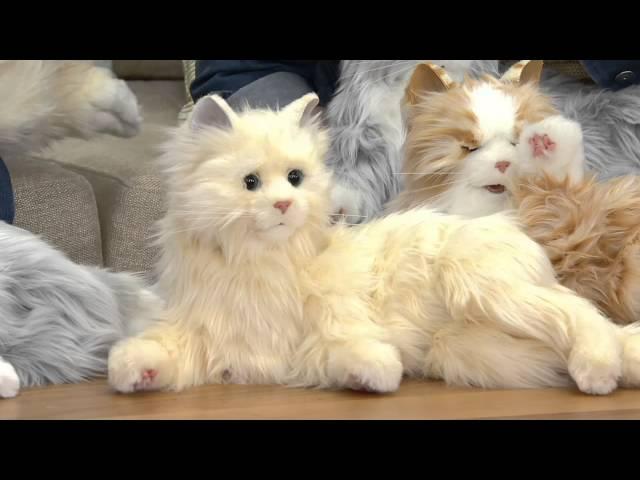 Hasbro's Lifelike Joy for All Companion Cat By: Hasbro on QVC