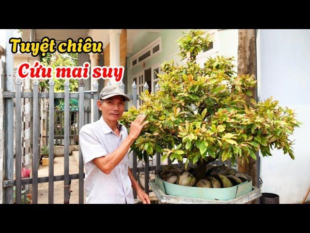 Tuyệt chiêu cứu mai suy bị vàng lá gân xanh nhanh hồi phục-@anhbayxunau