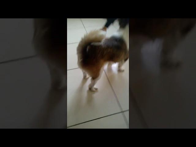 cachorro  peidando kkkk