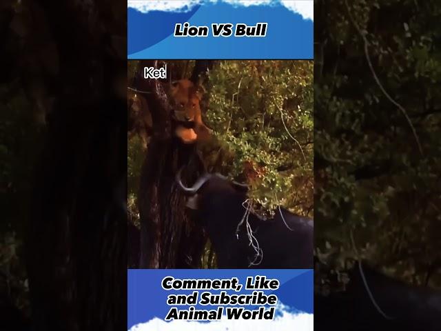 Lion VS  Bull ,#animalworld, #shorts, #yearofyou