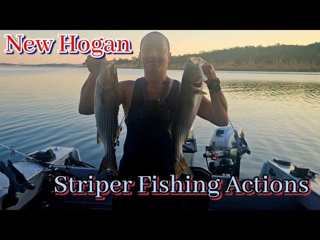 New Hogan Striper Anchored Night  Actions #stripedbass#fishing