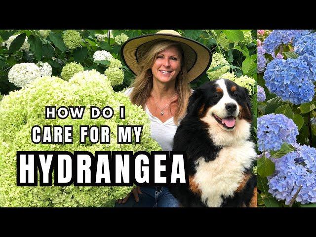 How do I Care for My Hydrangea