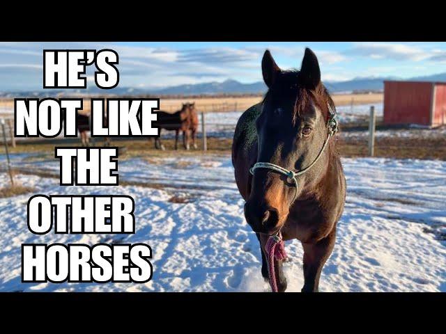 Handling a SCARED horse ~ see the EXACT moment he relaxes!