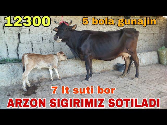 SUTI KOP ARZON SIGIRIMIZ SOTILADI ️884737178