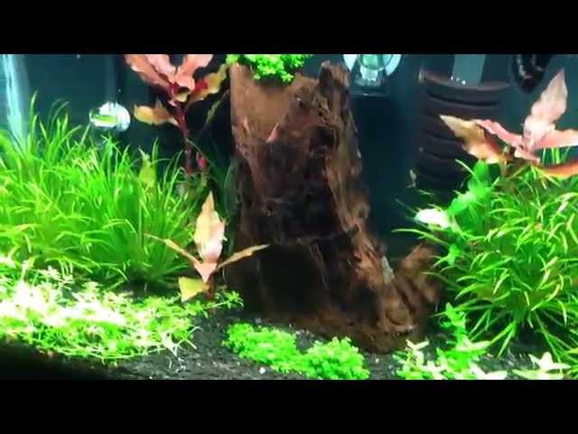 Planted Tank Tips#4: BALANCE!