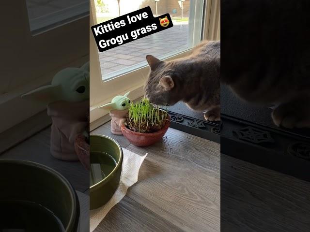 "Kitty Got Hangry with Grogu Grass? Cuteness Alert!"