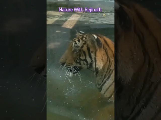 Tiger |shorts|nature|animals|wildanimals|youtubeshortsvideos|naturewithrejinath