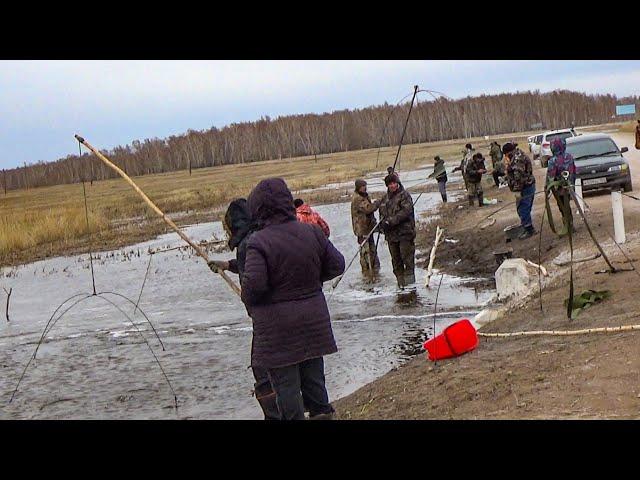 ТОННЫ РЫБЫ В ЛУЖЕ прямо у ДОРОГИ!!! Рыбалка на ПАУК ПОДЪЕМНИК ВЕСНОЙ. Рыбалка на паук