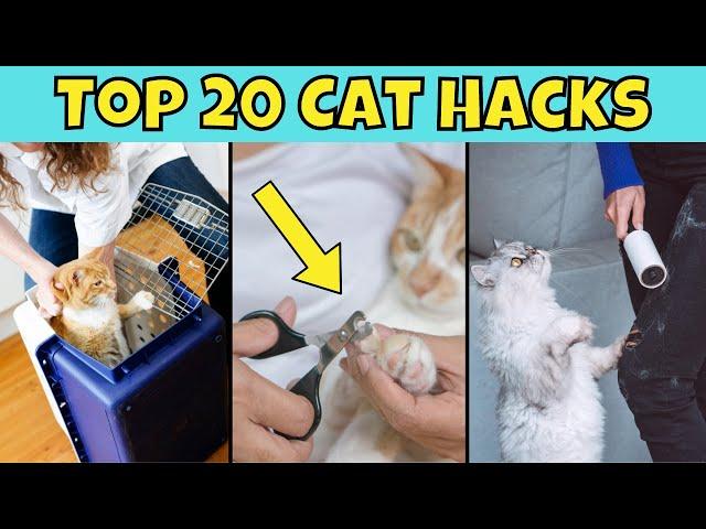 Top 20 Cat Hacks You NEED to Know