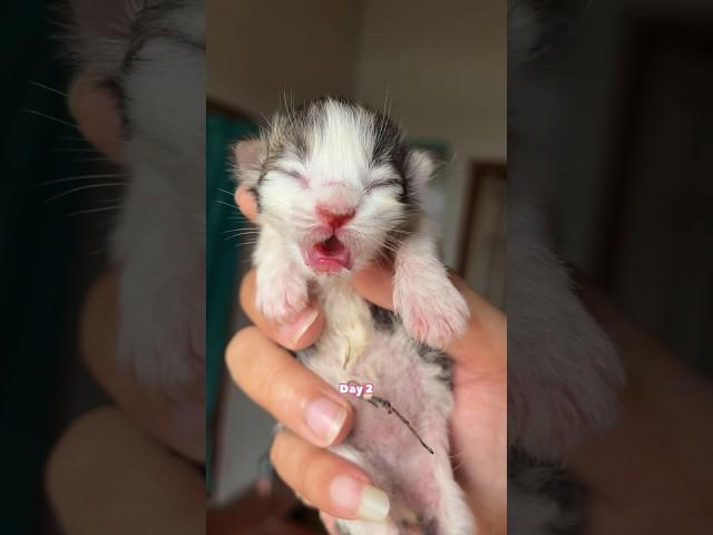 Cute Kitten Day 1 to 60 Days Timelapse Cat Versi Moy  #kucinglucu #kitten #catlover #cat