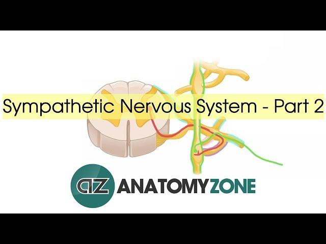 Sympathetic Nervous System Anatomy - Part 2