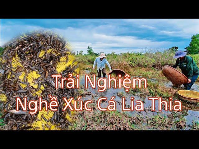 Nghề Xúc Cá Lia Thia, Đức Huệ - Long An