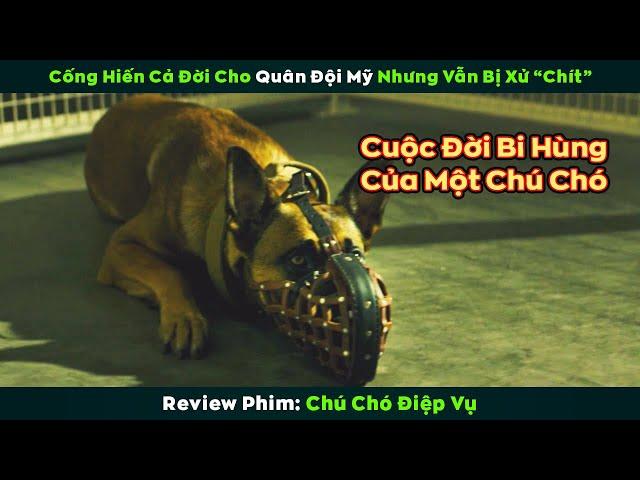 [Rerview Phim] Dù Đã Cống Hiến Tận Lực Cho Quân Đội Nhưng Chú Chó Này Vẫn Bị Xử "Chít"