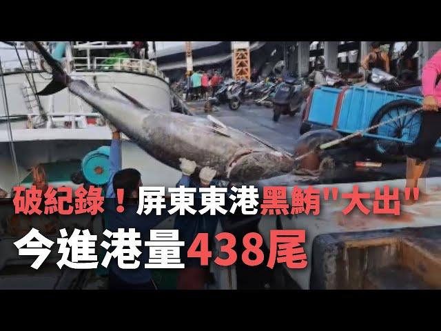 破紀錄！ 屏東東港黑鮪＂大出＂ 今進港量438尾【央廣新聞】