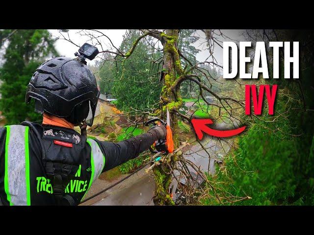 Surviving The WORST Ivy Damaged Tree I've EVER Climbed!