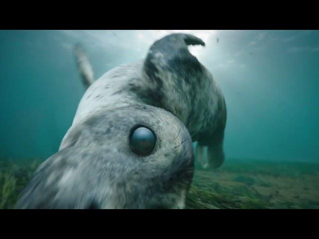 The Seal Carlsberg | TV Advertising Campaign | Creative Advertising Agency - Fold7