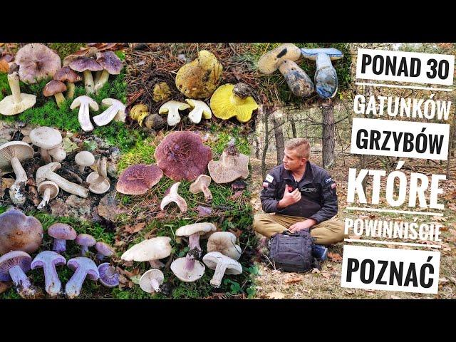 Ponad 30 gatunków grzybów które powinniście poznać i możecie je spotkać jesienią