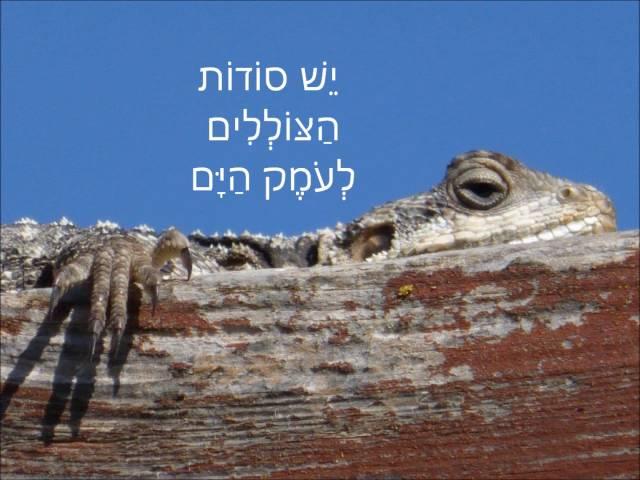 יש שירים ללא  מילים. נחצ'ה היימן - יעקב גרוס