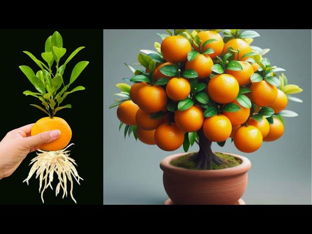 Great Technique Propagate Orange Tree From Orange Fruit With Coca Cola./ how to grow oranges trees