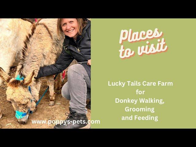 Places to Visit UK: Lucky Tails Care Farm: Family Day Out, Alpaca Walking & Weddings, Donkey Walks