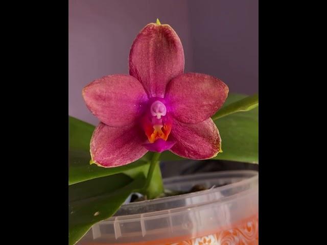 орхидея Фаленопсис Митуо Сан Квин Лотас Phalaenopsis Mituo Sun Queen Lotus ароматная орхидея