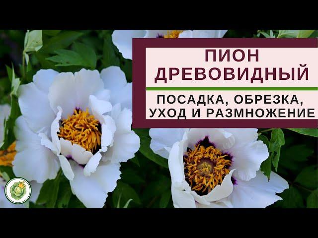 ПИОН ДРЕВОВИДНЫЙ - посадка, уход, размножение