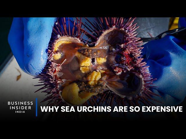 Why Sea Urchins Are So Expensive | So Expensive