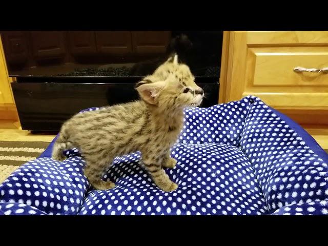 African Serval kittens 4 weeks old