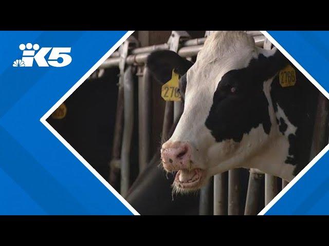 Washington dairy farmers face a double dose of bad news from Trump's tariffs