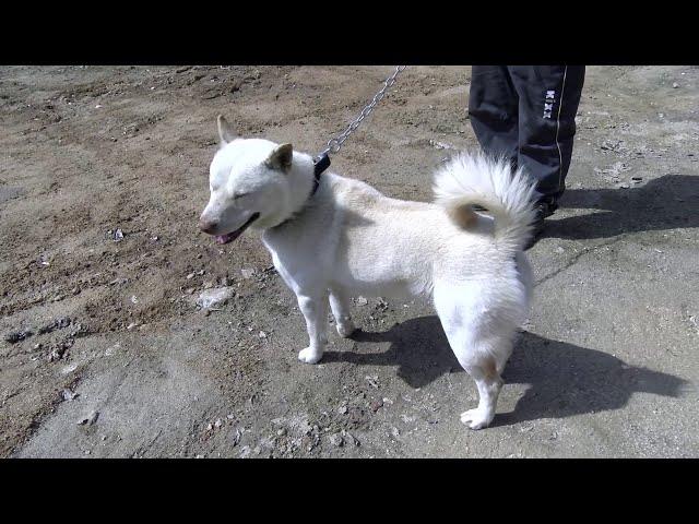 Jindo Dog Baekgu's best work dog, a descendant of Piruru, Korea