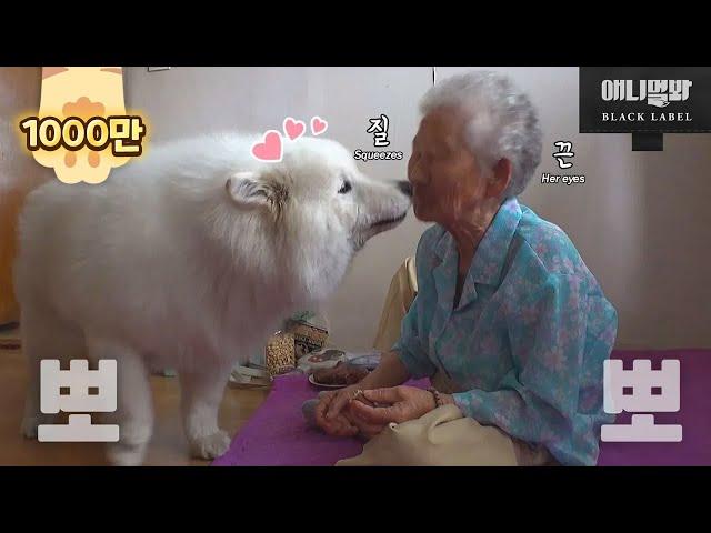 Samoyed Dog And Grannie Overcome A 90 Year Age Gap