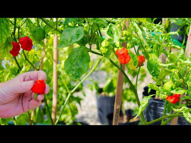 Growing Carolina Reaper Peppers - A-Z - Seed to Fruit